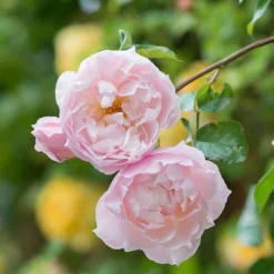 The Generous Gardener English Climbing Rose