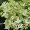 Hydrangea Paniculata 'Bobo' 2 Hydrangea Paniculata 'Bobo' -Green Bowers Sales Store HYDBOBO