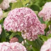 Hydrangea 'Candybelle Bubblegum' 2 Hydrangea 'Candybelle Bubblegum' -Green Bowers Sales Store HYDCABU