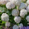 Hydrangea 'Candybelle Marshmallow' 1 Hydrangea 'Candybelle Marshmallow' -Green Bowers Sales Store HYDCAMA