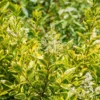 Ligustrum Ovalifolium 'Aureum' -Green Bowers Sales Store LIGUSOVAUR