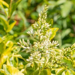 Ligustrum Ovalifolium 'Aureum' -Green Bowers Sales Store LIGUSOVAUR 1