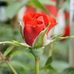 Little Bronze Rose -Green Bowers Sales Store LITTLEBR 2