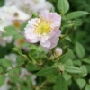 Little Rambler Climbing Rose -Green Bowers Sales Store LITTLERA