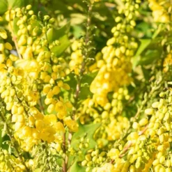 Mahonia X Media 'Winter Sun' 5 Mahonia X Media 'Winter Sun' -Green Bowers Sales Store MAHWINTSUN 1