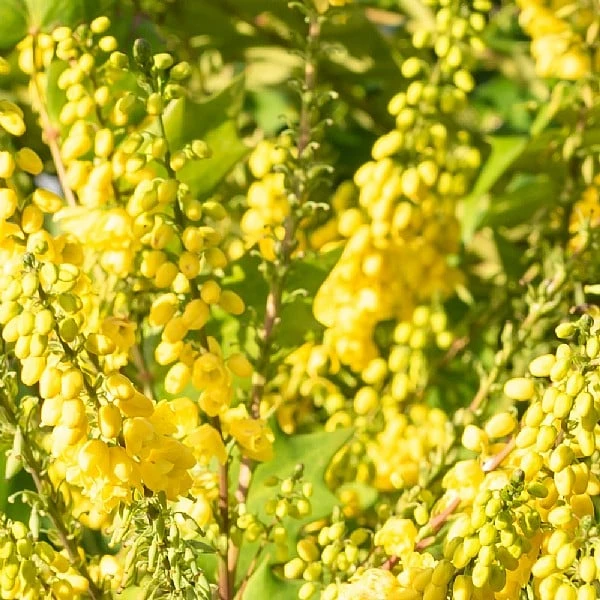 Mahonia X Media 'Winter Sun' 4 Mahonia X Media 'Winter Sun' - Image 2