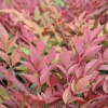 Nandina Domestica 'Obsessed' 2 Nandina Domestica 'Obsessed' -Green Bowers Sales Store NANOBSE