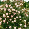 Nice Day Climbing Rose -Green Bowers Sales Store NICEDAY