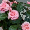 Patio Rose Kelley Hit Rose -Green Bowers Sales Store PATIOROS
