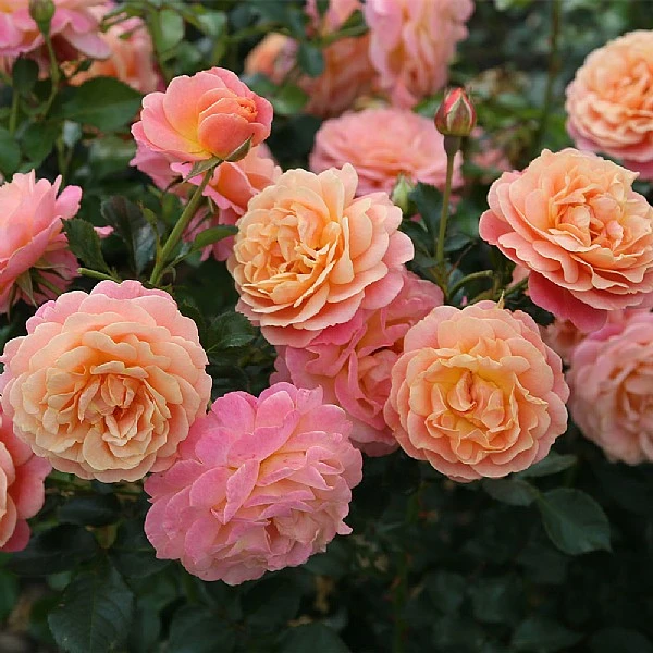 'Peach Melba' Bush Rose 3 'Peach Melba' Bush Rose