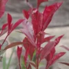 Photinia Fraseri 'Carre Rouge' 2 Photinia Fraseri 'Carre Rouge' -Green Bowers Sales Store PHOCARROU