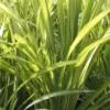Phormium 'Yellow Wave' 2 Phormium 'Yellow Wave' -Green Bowers Sales Store PHOYEWA