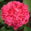 Rose De Rescht Shrub Rose -Green Bowers Sales Store ROSEDER