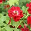 Ruby Rambler Climbing Rose -Green Bowers Sales Store RUBYRAMB