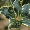 Ilex Aquifolium 'Argentea Marginata' 1 Ilex Aquifolium 'Argentea Marginata' -Green Bowers Sales Store SHILAMA