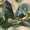 Ilex Aquifolium 'J C Van Tol' 2 Ilex Aquifolium 'J C Van Tol' -Green Bowers Sales Store SHILJCV