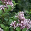 Syringa 'Meyeri Palibin' 1 Syringa 'Meyeri Palibin' -Green Bowers Sales Store SYRMEYPAL