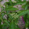 Viburnum Nudum 'Brandywine' -Green Bowers Sales Store VIBNUDBRAN