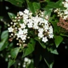 Viburnum Tinus 'Eve Price' 2 Viburnum Tinus 'Eve Price' -Green Bowers Sales Store VIBURTINEP