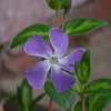 Vinca Major 'Maculata' -Green Bowers Sales Store VINMAMA