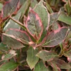 Weigela Florida 'Monet' -Green Bowers Sales Store WEIFLOMON