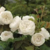 William & Catherine English Shrub Rose 1 William & Catherine English Shrub Rose -Green Bowers Sales Store WILLCATH