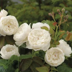 William & Catherine English Shrub Rose