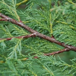 Cupressocyparis Leylandii