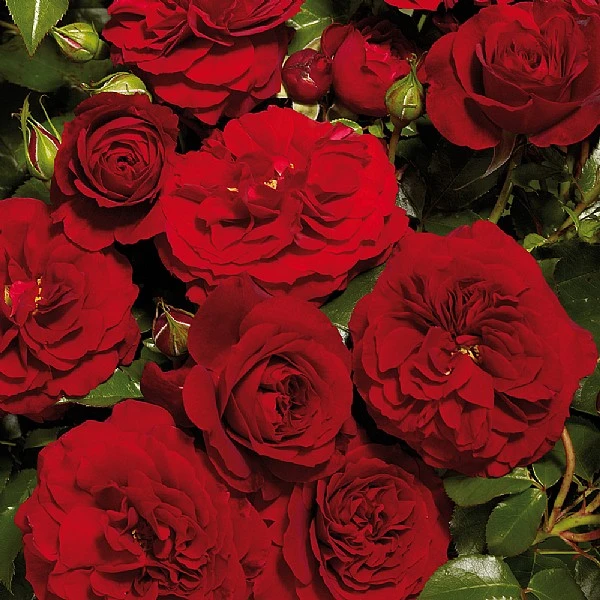 Green Bowers Sales Store -Green Bowers Sales Store 1